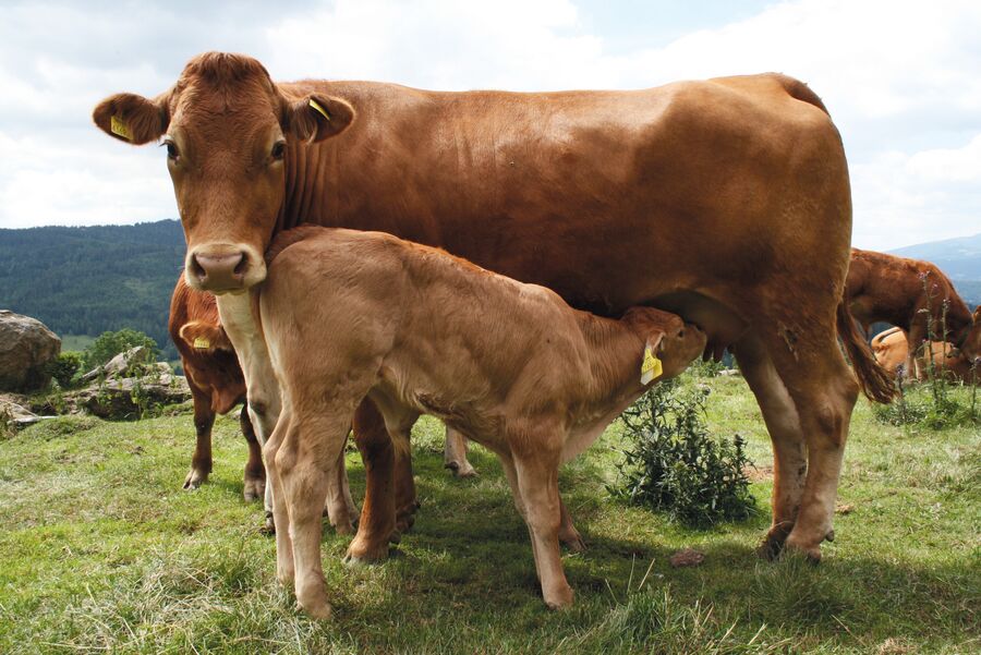 Lemin Rinder Lexikon der Rinderrassen: Limousin - Offizielle Webseite der ...