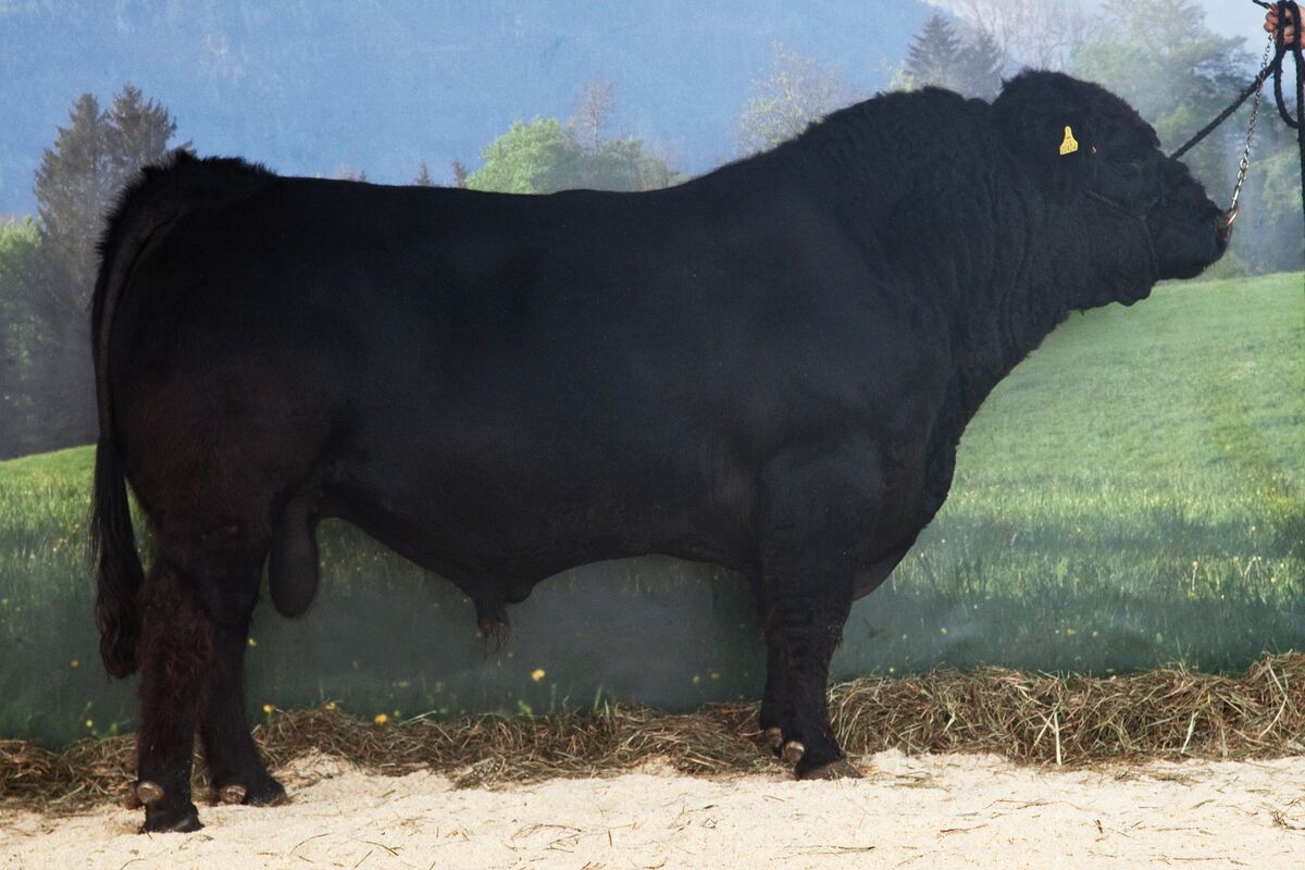 Lexikon der Rinderrassen: Galloway - Offizielle Webseite der ...
