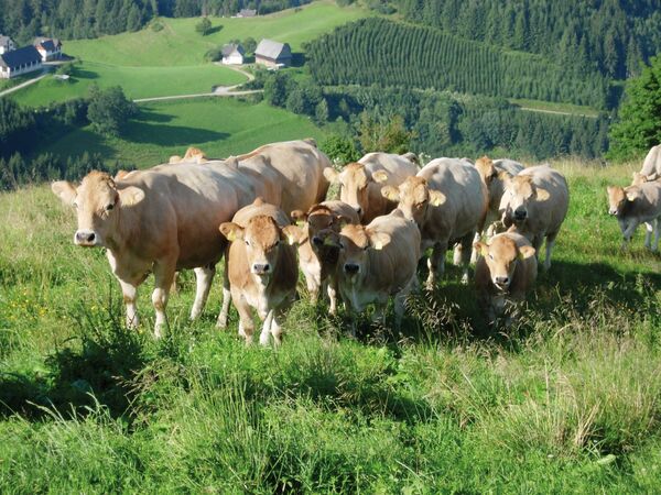 Montane Rinder Rinderrassen - Offizielle Webseite der RINDERZUCHT AUSTRIA